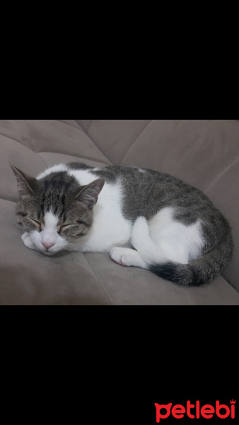 Tekir Kedi, Kedi  Pıtır fotoğrafı