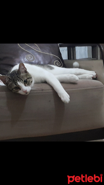 Tekir Kedi, Kedi  Pıtır fotoğrafı