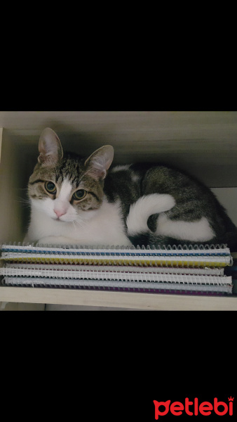 Tekir Kedi, Kedi  Pıtır fotoğrafı