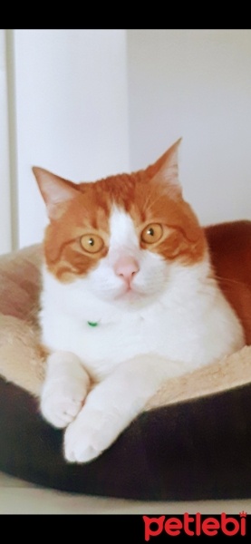 Tekir Kedi, Kedi  tarçın fotoğrafı