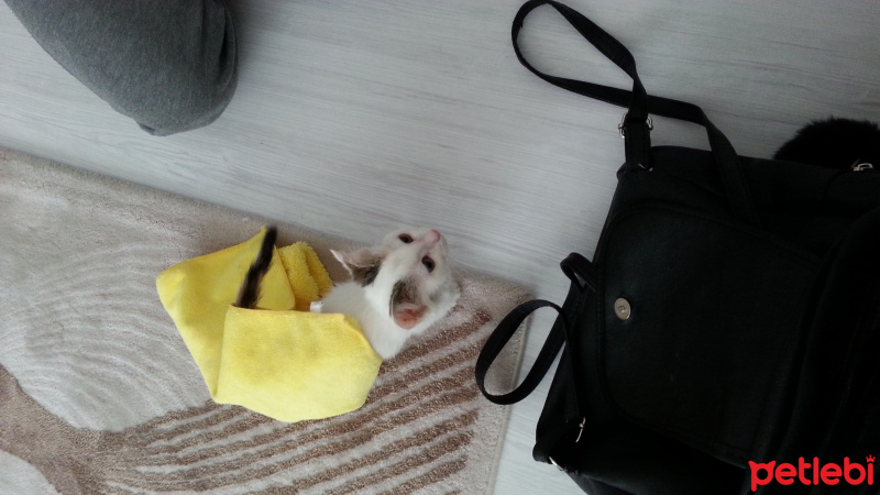 Tekir Kedi, Kedi  Pamuk şeker fotoğrafı