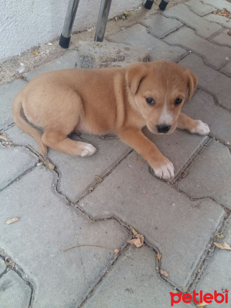 Golden Retriever, Köpek  Paşa  fotoğrafı