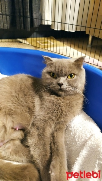 Scottish Fold, Kedi  MİA fotoğrafı