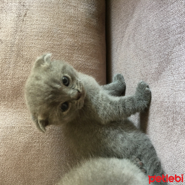 Scottish Fold, Kedi  çerez fotoğrafı