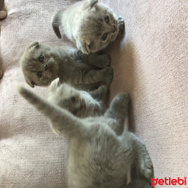 Scottish Fold, Kedi  çerez fotoğrafı