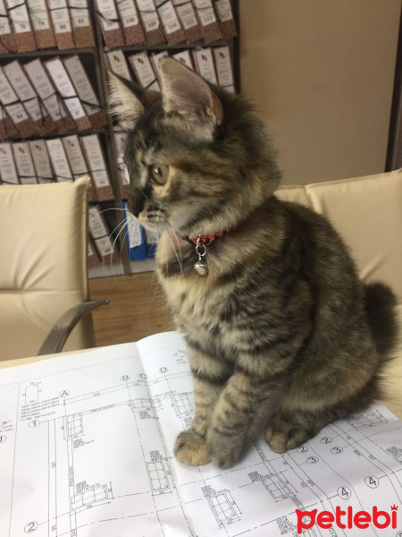 Tekir Kedi, Kedi  Zilli fotoğrafı