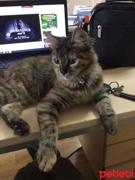 Tekir Kedi, Kedi  Zilli fotoğrafı