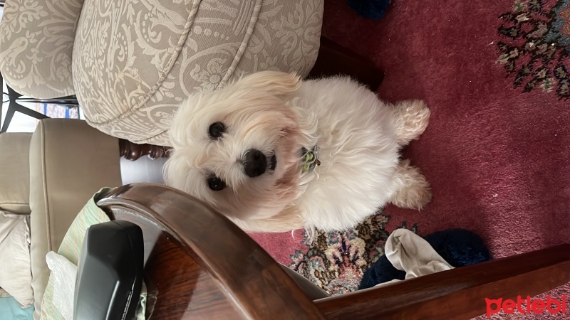 Maltese, Köpek  Cookie fotoğrafı