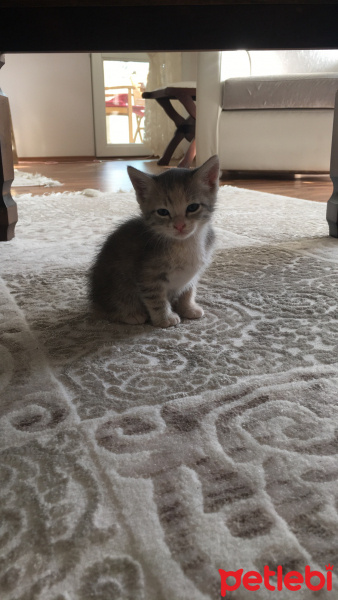 Soke, Kedi  Panda fotoğrafı