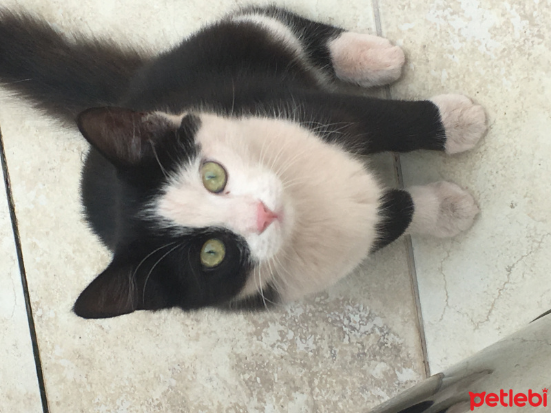 Soke, Kedi  Panda fotoğrafı