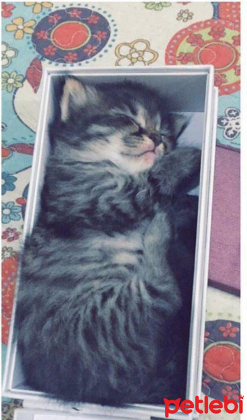 Soke, Kedi  Panda fotoğrafı