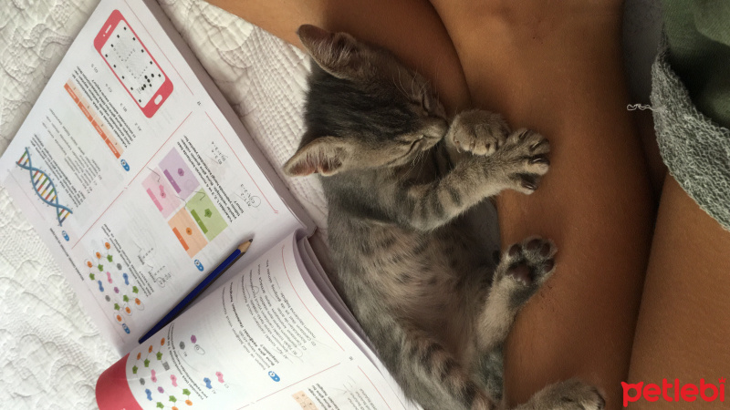 Soke, Kedi  Panda fotoğrafı