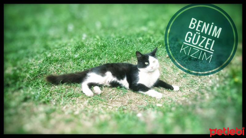 Soke, Kedi  Panda fotoğrafı
