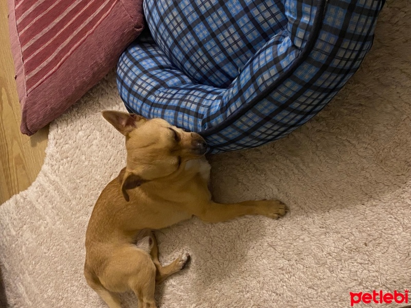 Chihuahua, Köpek  Lucas fotoğrafı