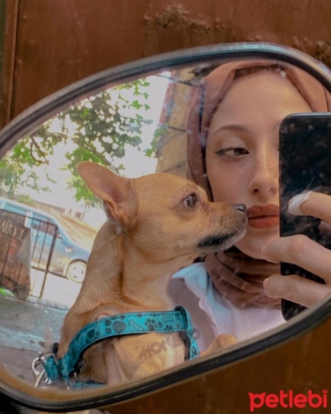 Chihuahua, Köpek  Lucas fotoğrafı
