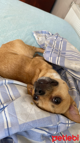 Chihuahua, Köpek  Lucas fotoğrafı