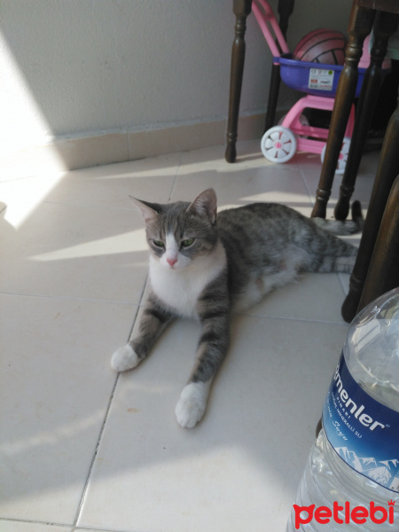 Tekir Kedi, Kedi  Şekrr fotoğrafı