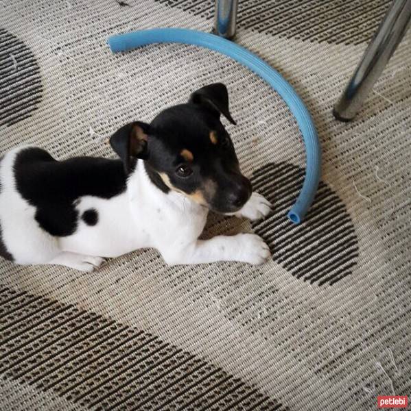 Jack Russell Terrier, Köpek  Lexi fotoğrafı