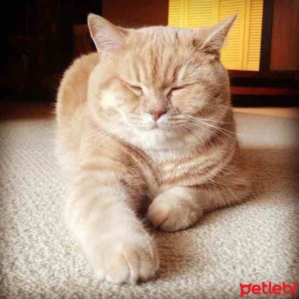 British Shorthair, Kedi  Üzüm fotoğrafı