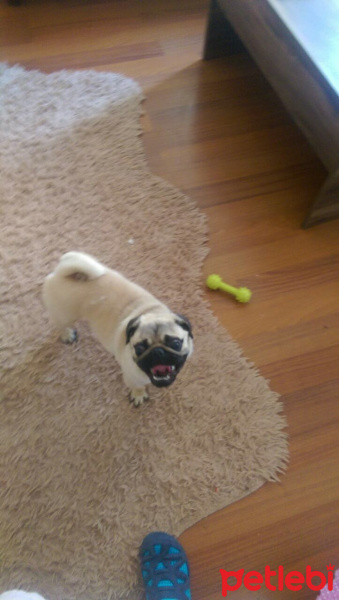 Pug, Köpek  Köpük fotoğrafı