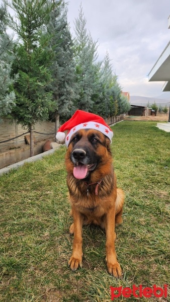 Alman Çoban Köpeği, Köpek  LUNA fotoğrafı