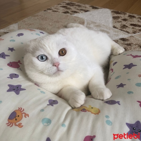 Scottish Fold, Kedi  PAMUK fotoğrafı