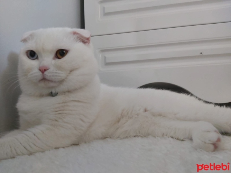 Scottish Fold, Kedi  PAMUK fotoğrafı