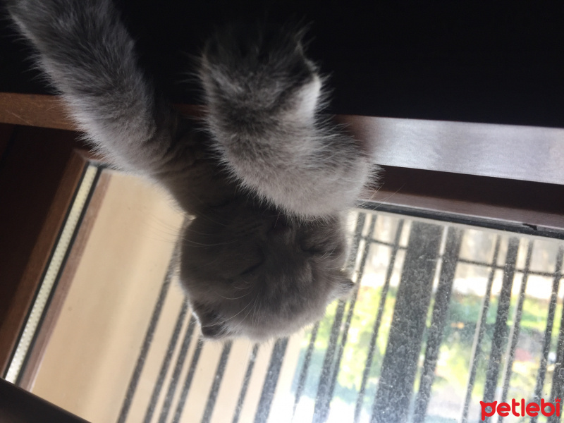 Scottish Fold, Kedi  plüton fotoğrafı