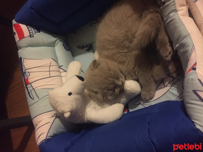 Scottish Fold, Kedi  plüton fotoğrafı