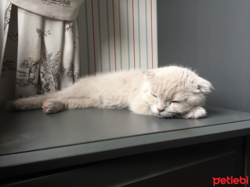 Scottish Fold, Kedi  plüton fotoğrafı