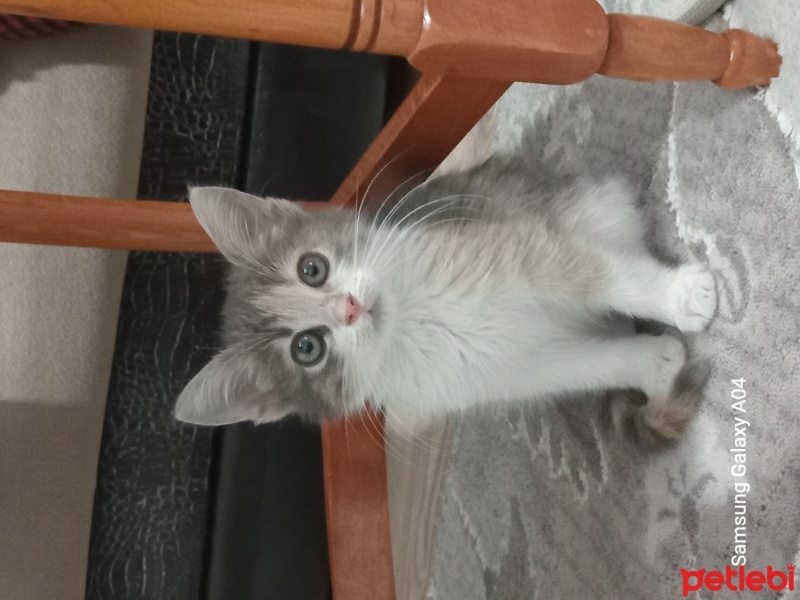 Tekir Kedi, Kedi  Boncuk fotoğrafı