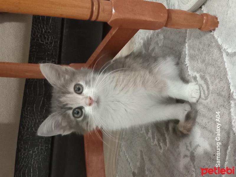 Tekir Kedi, Kedi  Boncuk fotoğrafı
