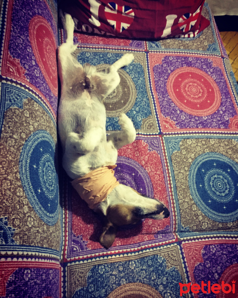 Jack Russell Terrier, Köpek  Patin fotoğrafı