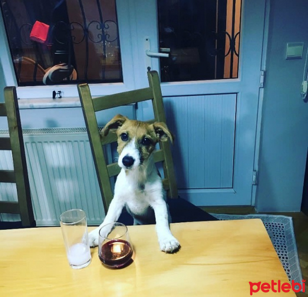 Jack Russell Terrier, Köpek  Patin fotoğrafı