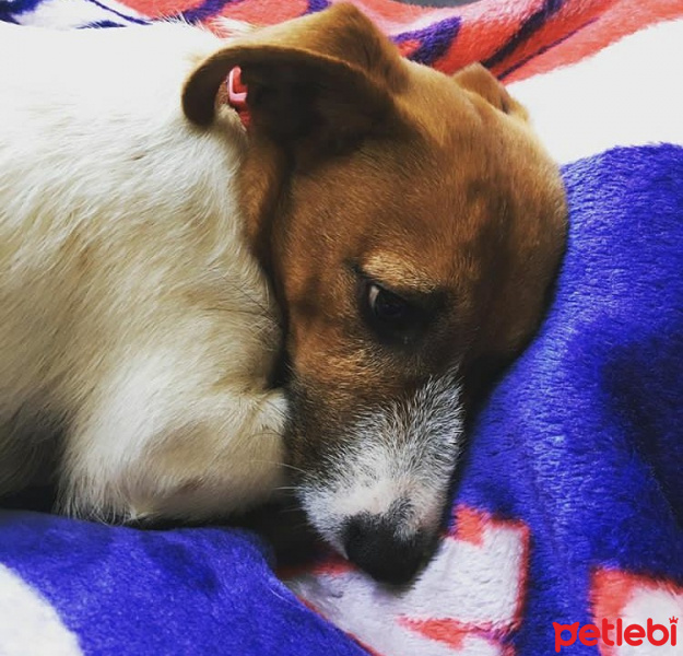 Jack Russell Terrier, Köpek  Patin fotoğrafı