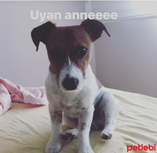 Jack Russell Terrier, Köpek  Patin fotoğrafı