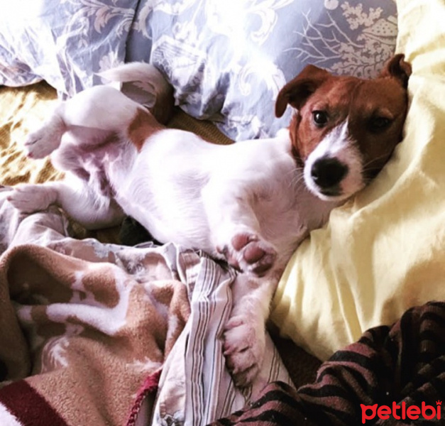 Jack Russell Terrier, Köpek  Patin fotoğrafı
