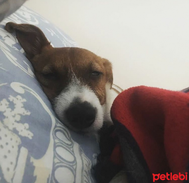 Jack Russell Terrier, Köpek  Patin fotoğrafı