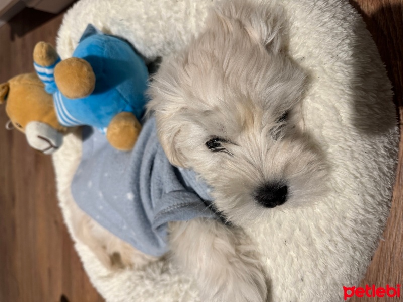 Maltese, Köpek  Sushi fotoğrafı