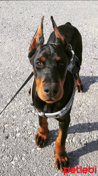 Doberman Pinscher, Köpek  Kiara von Bagira fotoğrafı