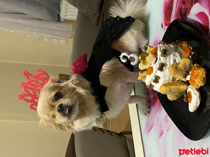 Pekingese, Köpek  TATA fotoğrafı