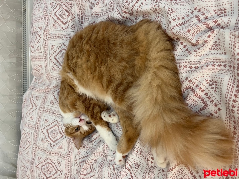 Sarman, Kedi  Susam fotoğrafı