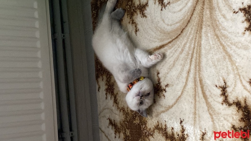 British Shorthair, Kedi  Şila fotoğrafı