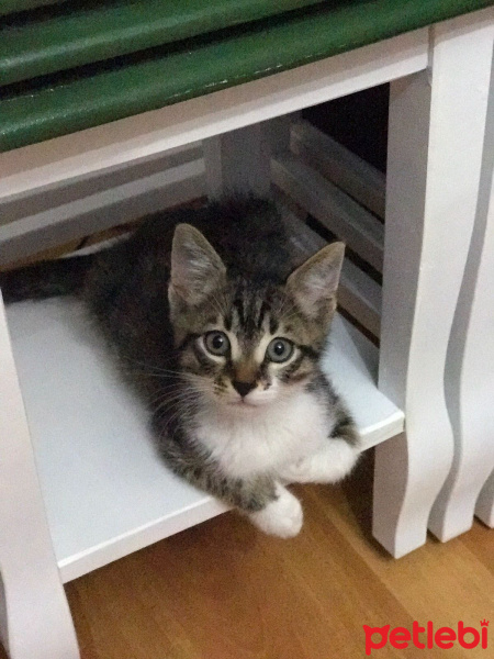 Tekir Kedi, Kedi  Atiba fotoğrafı