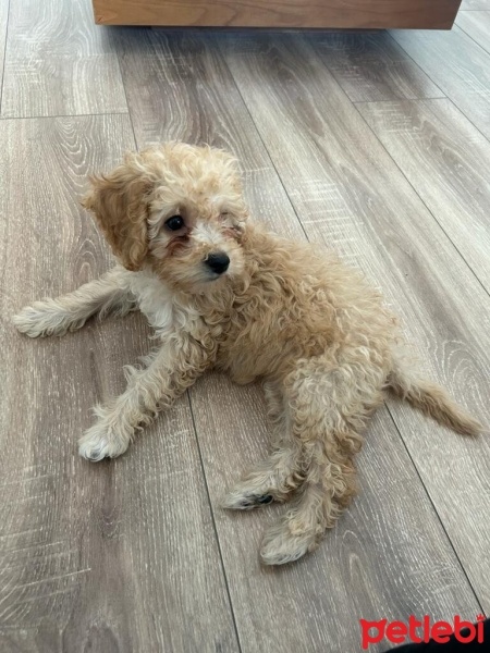 Poodle(Standart Kaniş), Köpek  Latte fotoğrafı
