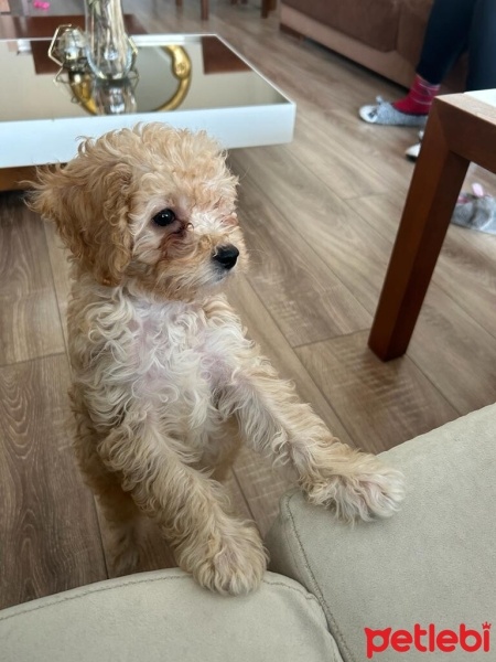 Poodle(Standart Kaniş), Köpek  Latte fotoğrafı