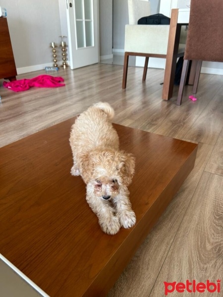 Poodle(Standart Kaniş), Köpek  Latte fotoğrafı