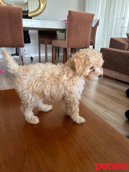 Poodle(Standart Kaniş), Köpek  Latte fotoğrafı