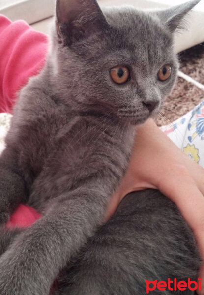 British Shorthair, Kedi  Max fotoğrafı