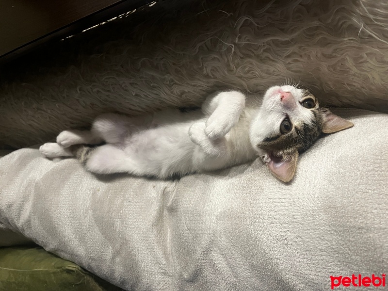 Tekir Kedi, Kedi  Bıdık fotoğrafı